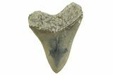 Serrated, Fossil Megalodon Tooth - Indonesia #226252-2